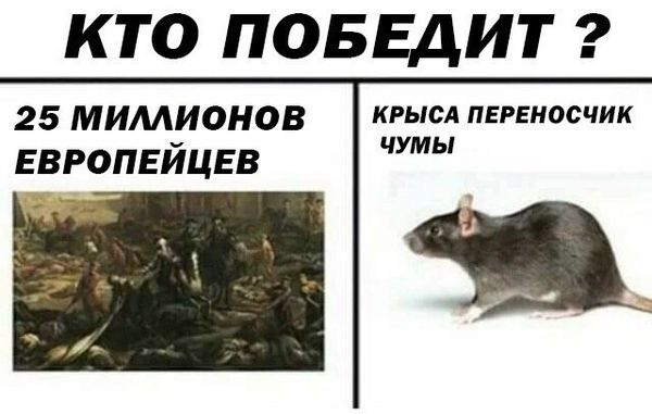 Уничтожение крыс в Красноярске, цены, стоимость, методы