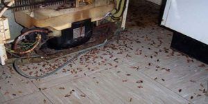 Поморить тараканов в квартире в Красноярске, цены