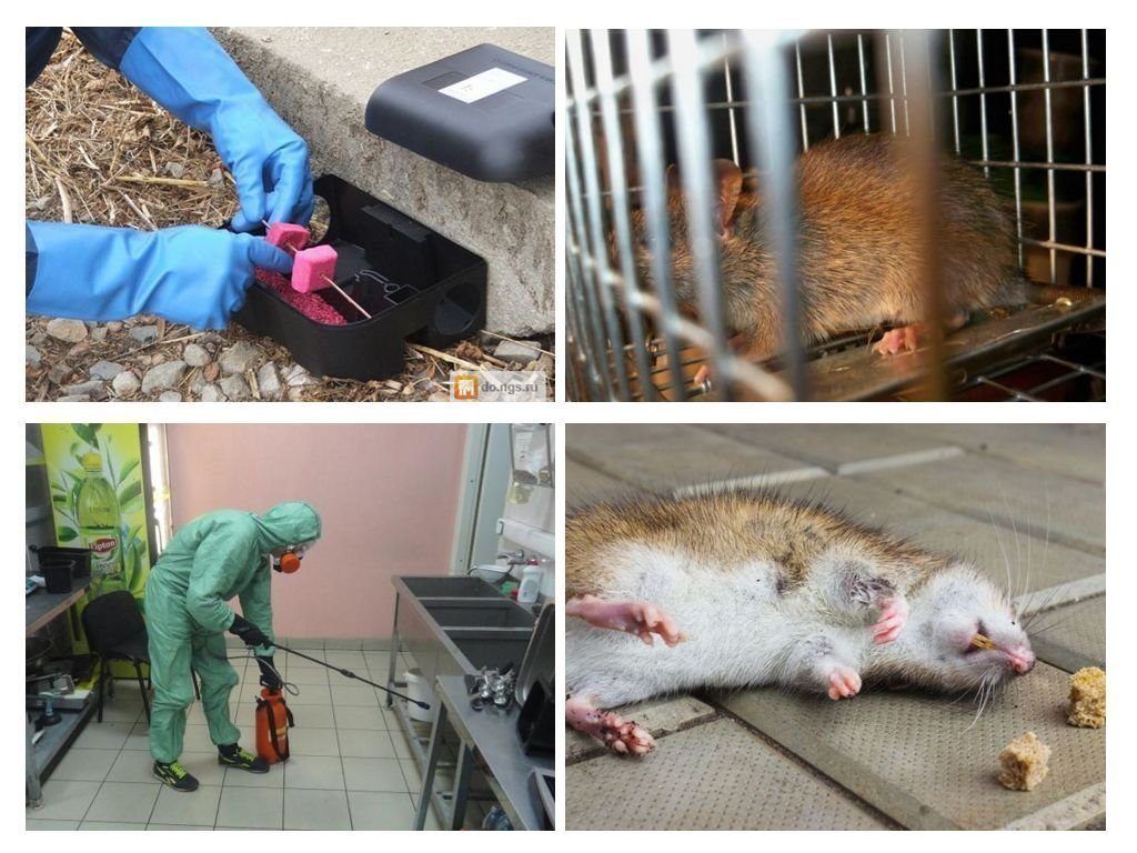 Фирма по уничтожению грызунов, крыс и мышей в Красноярске