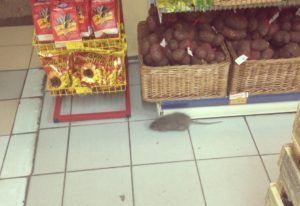 Дезинфекция от грызунов, крыс и мышей в Красноярске