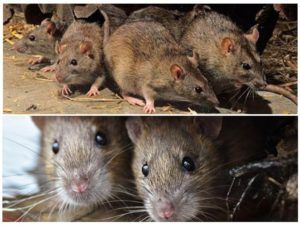 Травить грызунов крыс и мышей в Красноярске