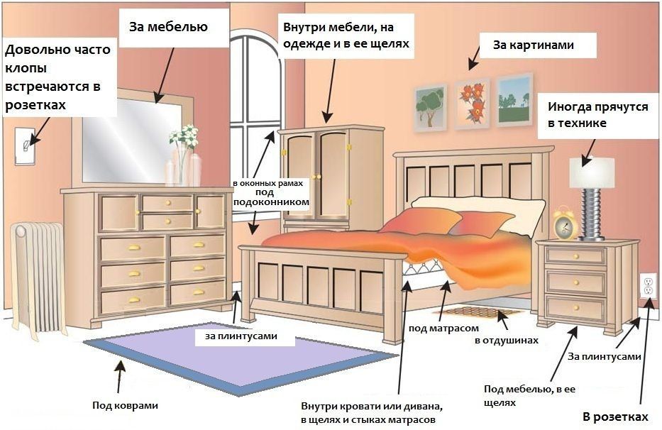 Обработка от клопов квартиры в Красноярске