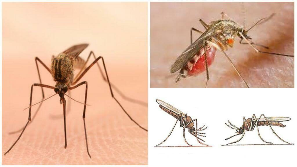 Уничтожение комаров в Красноярске