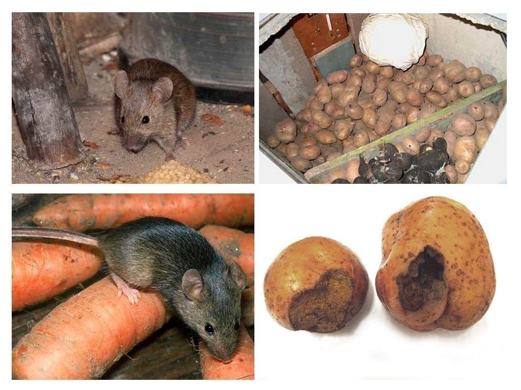 Обработка от грызунов крыс и мышей в Красноярске