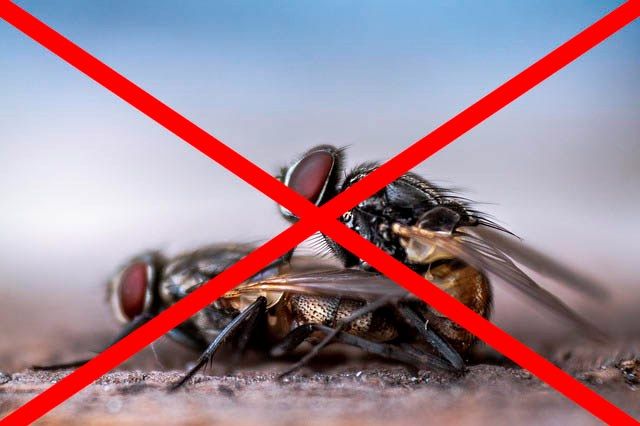 Профессиональное уничтожение мух в Красноярске с гарантией