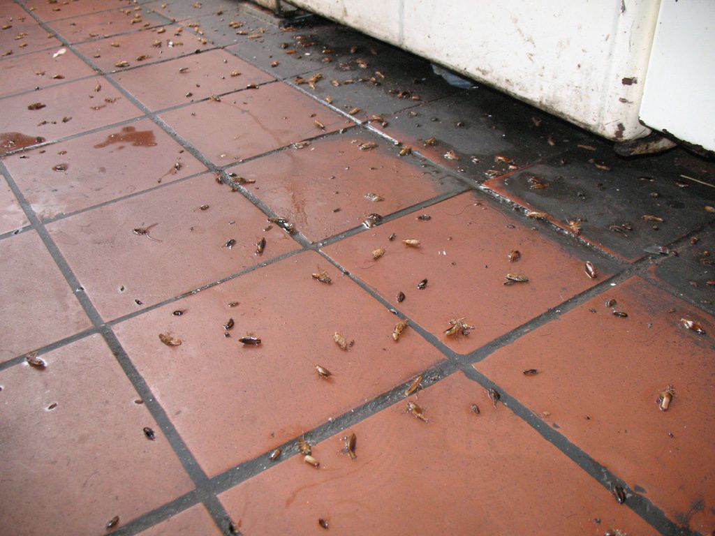 Уничтожение тараканов в квартире в Красноярске 