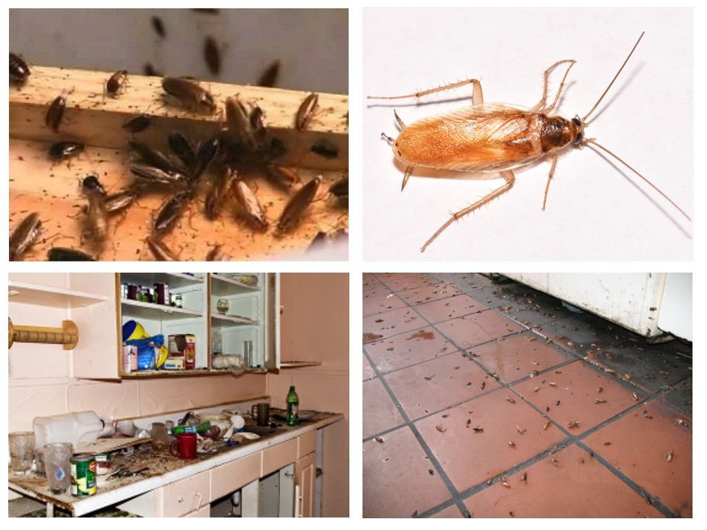 Морить тараканов в квартире в Красноярске, цены