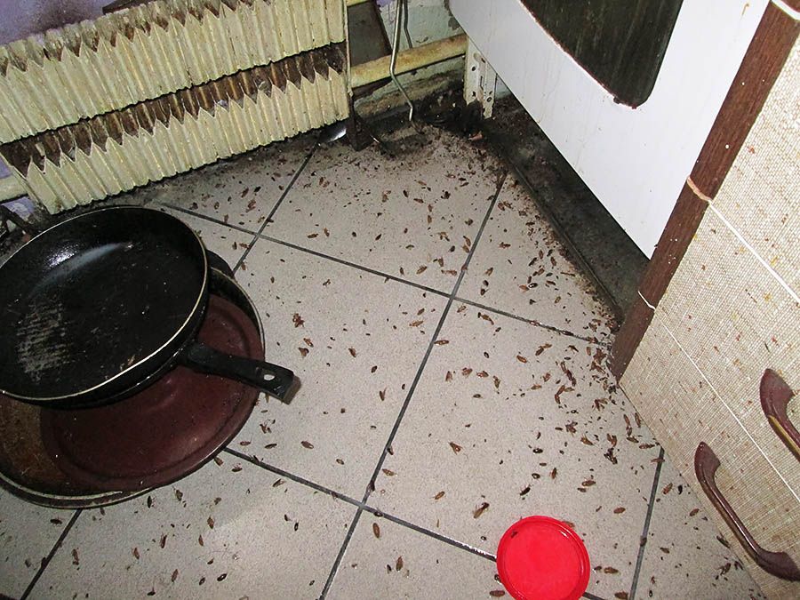 Санэпидемстанция от тараканов в Красноярске, вызвать, цены